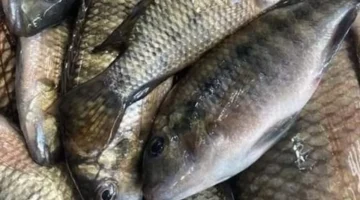 أسعار السمك في سوق العبور تتوازن اليوم مع استقرار غالبية الأصناف وتفاوت محدود بين الأنواع 1